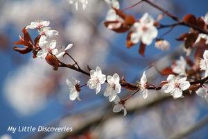 Spring has sprung! Printemps_IMG_0272