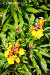 Spring has sprung! Printemps_IMG_0234