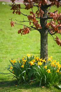 Spring has sprung! Printemps_IMG_0228