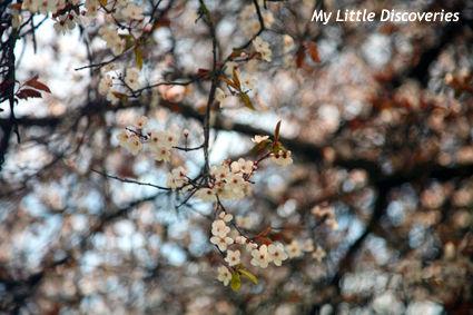Spring has sprung! Printemps_IMG_0215