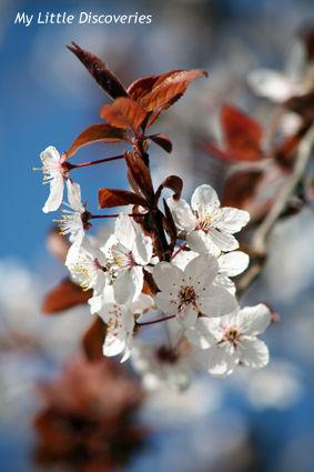 Spring has sprung! Printemps_IMG_0271