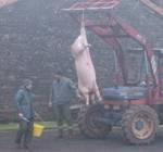 La souffrance des animaux untitled