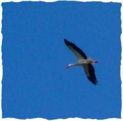 teich cigogne Première balade du printemps