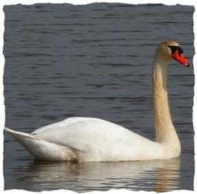 teich cygne Première balade du printemps