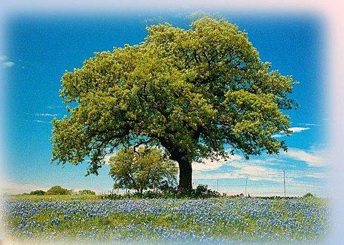 Astrologie des Arbres CHENE.jpg