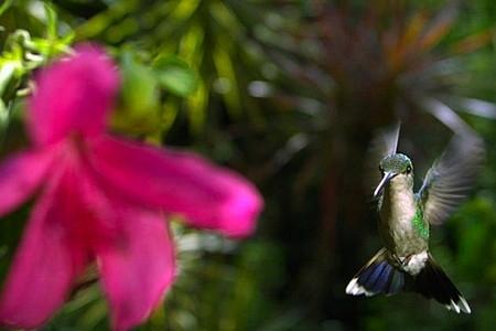 colibri-film-pollen.jpg