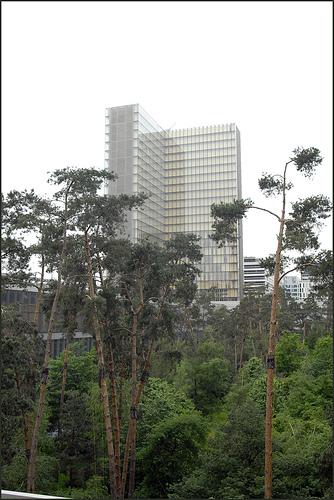 Bibliothècture n°4 : Des arbres… Jardin de la BNF François Mitterrand