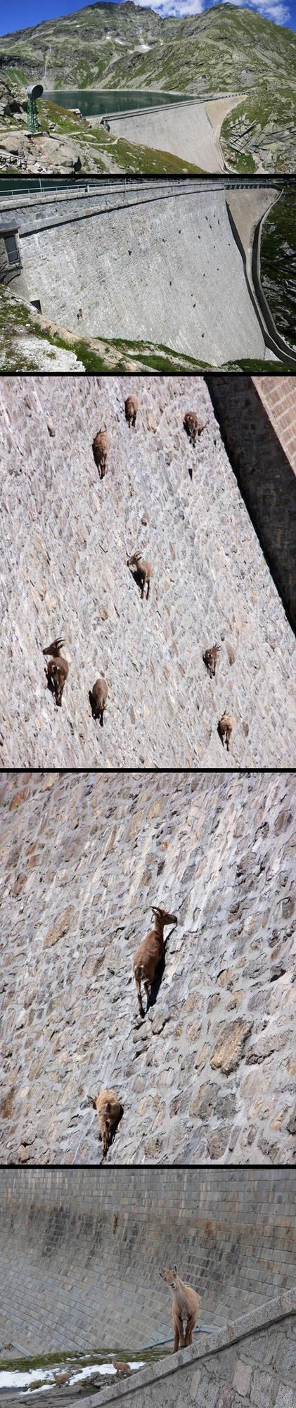 Incroyable ! des chèvres sur un barrage !