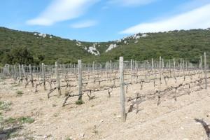 Syrah Syrah 300x200 degustation Le Mas Mortiès au pied du Pic Saint Loup