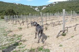 Dagobert in Vineyard Dagobert in Vineyard 300x200 degustation Le Mas Mortiès au pied du Pic Saint Loup