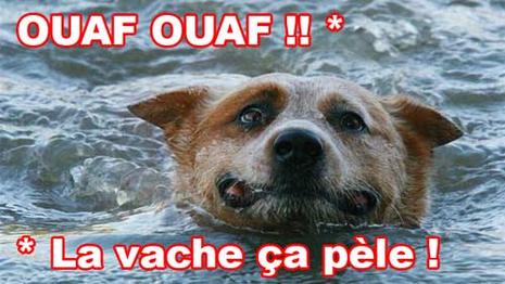 Traducteur chien