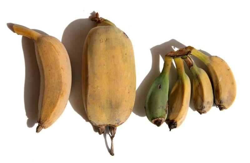Banana family バナナ