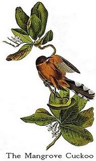 Audubon, des oiseaux d'Amérique hors de prix