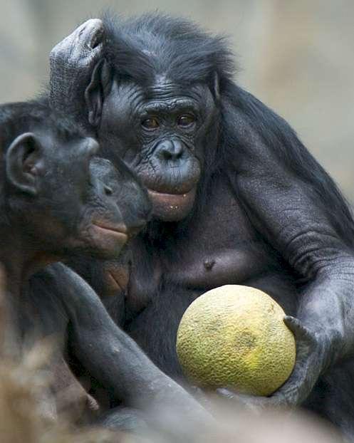 Bonoboo (Andrée Chedid)