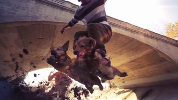 dogboarding DogBoarding – Skateboard sur des chiens