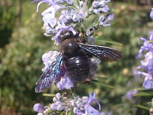 Il faut que tu respires ... IMGP9830.JPG