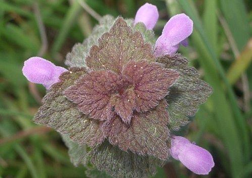 Il faut que tu respires ... IMGP9845.JPG