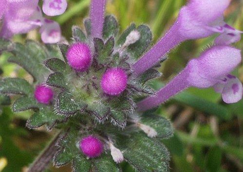 Il faut que tu respires ... IMGP9852.JPG