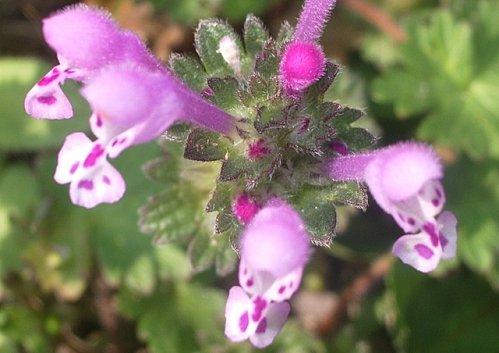 Il faut que tu respires ... IMGP9848.JPG