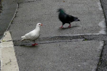 Oiseaux de ville Pigeon_sur_rue
