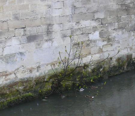 Oiseaux de ville Cols_verts