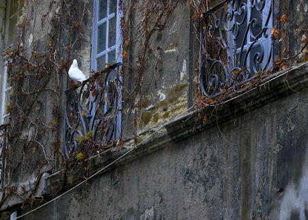 Oiseaux de ville Pigeon_blanc