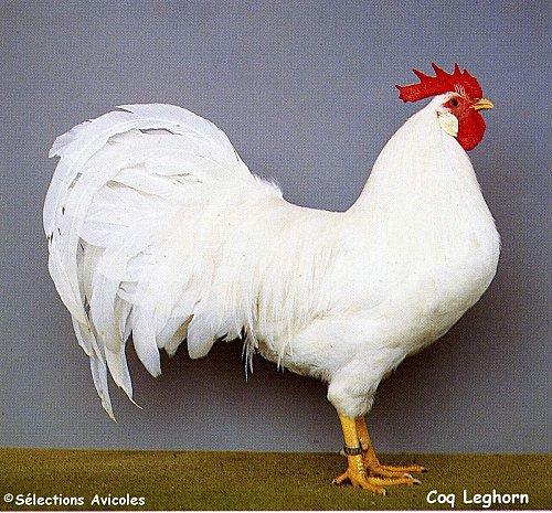 Les mauvaises éclosions ; comment en dépister les causes. Coq Leghorn