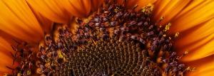La biodiversité en danger ! La biodiversité en danger !