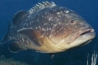 Le Mérou est de retour en Méditerranée. Le Mérou est de retour en Méditerranée.