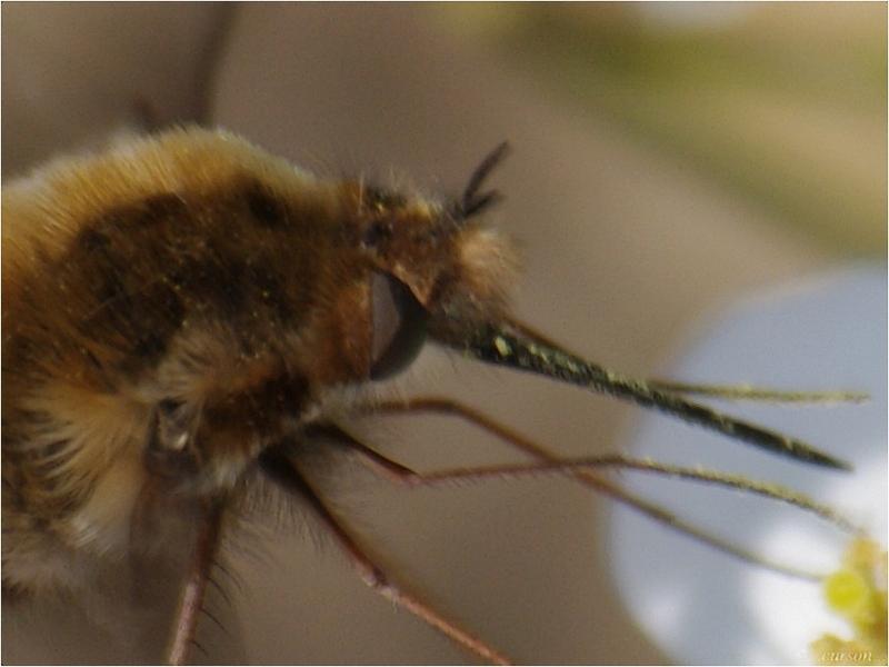 Le Grand bombyle (Bombylius major) mouchemoustache2.jpg