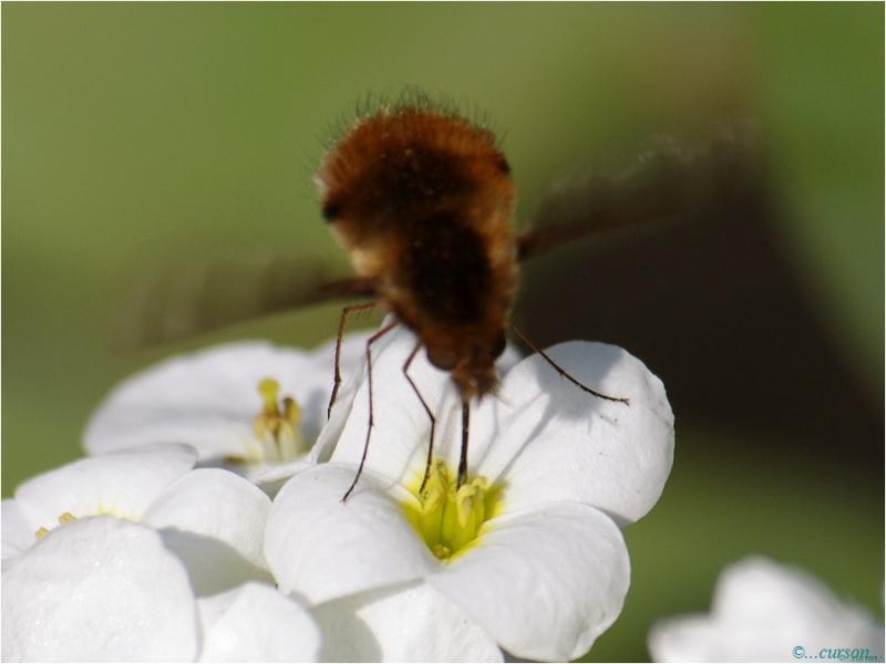 Le Grand bombyle (Bombylius major) mouchemoustache.jpg