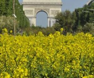 Nature Capitale s'installe à Lyon