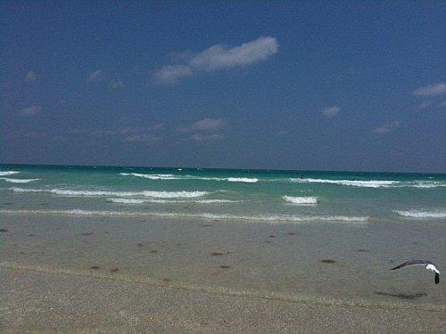 Brunch du dimanche à Miami..... mer-I.jpg