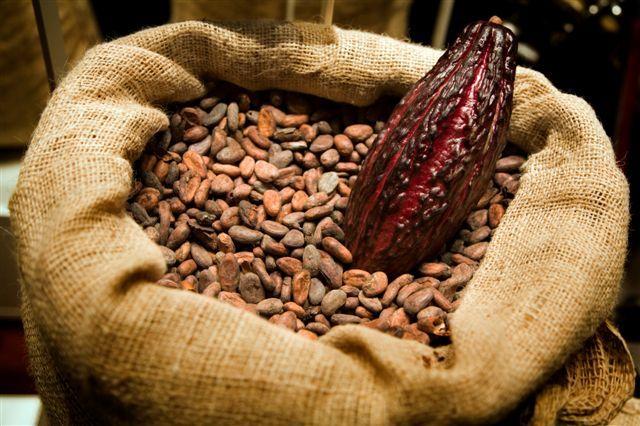 cacao-fruit-beans.jpg