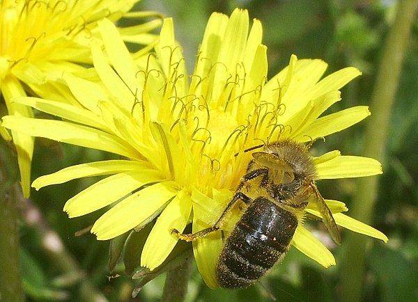 Premier sourire du Printemps ... ABEILLES 2