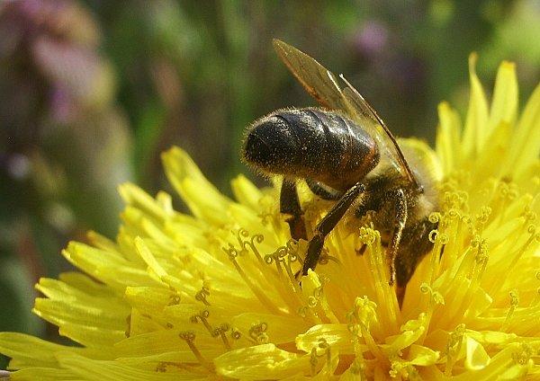Premier sourire du Printemps ... ABEILLES 6