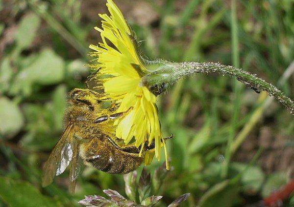 Premier sourire du Printemps ... ABEILLES 5