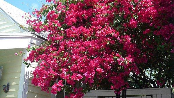 Key West..... laurier-copie-1.jpg