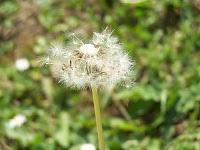 Mes astuces pour éliminer les mauvaises herbes du jardin Mes astuces pour éliminer les mauvaises herbes du jardin