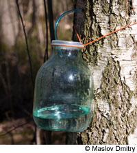 La cure dépurative de bouleau, drainage printanier Sève de bouleau