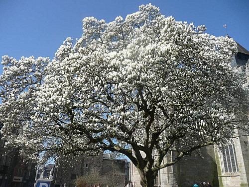 blog-arbres-magnolia-1.jpg