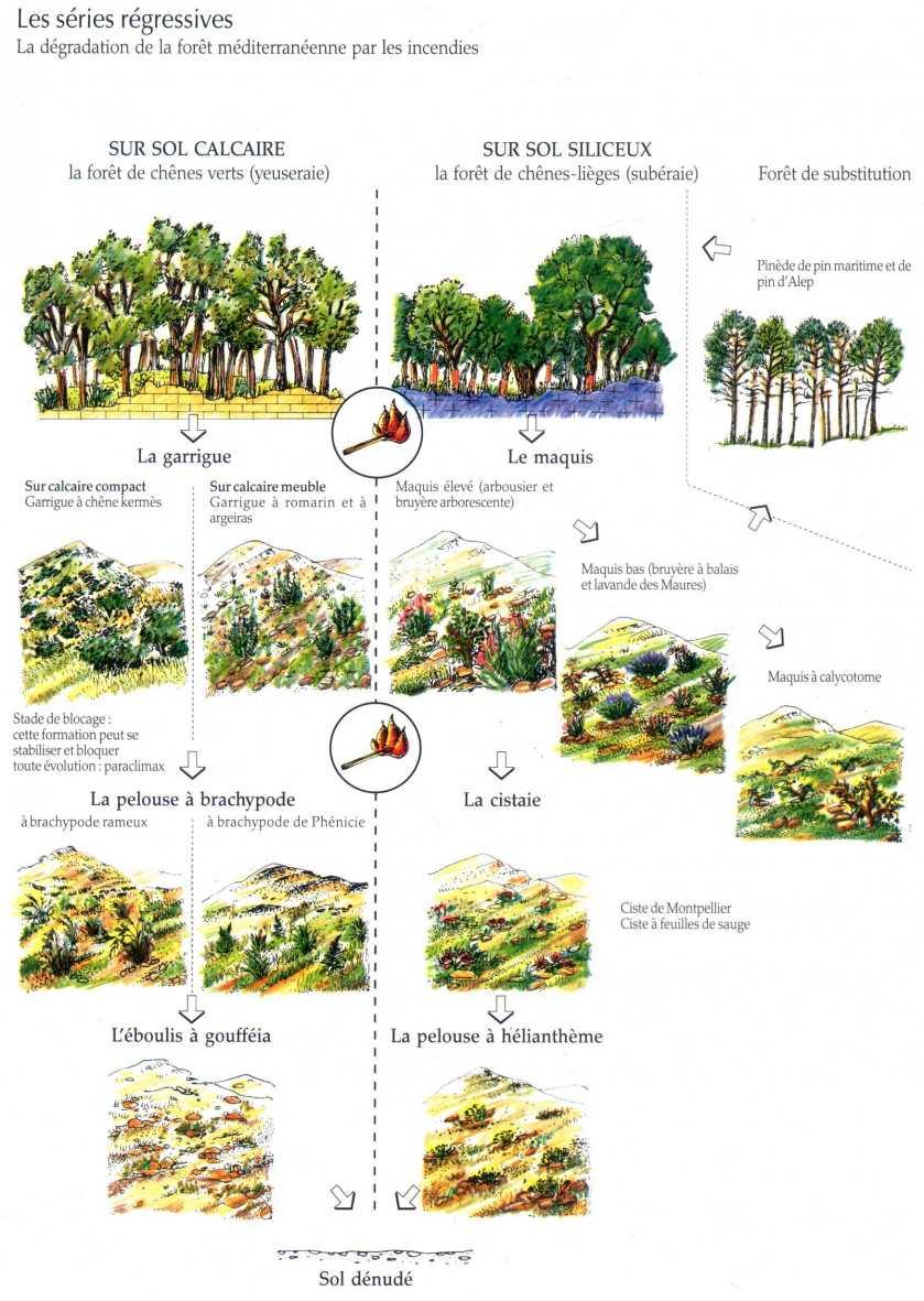 Evolution des écosystèmes