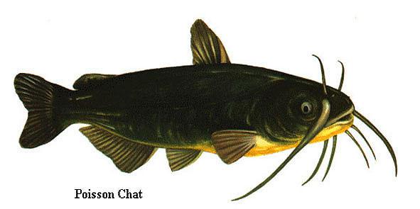 http://www.e-monsite.com/s/2008/01/05/truite/poisson_chat_imagelarge-3sf6v.jpg