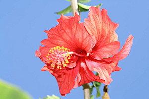 mon cadeau mars-tival-045.JPG