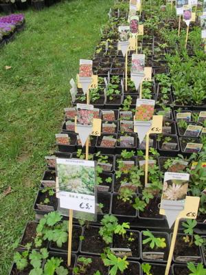 Fête des plantes : quelques envies vertes pour courir à Saint Jean de Beauregard