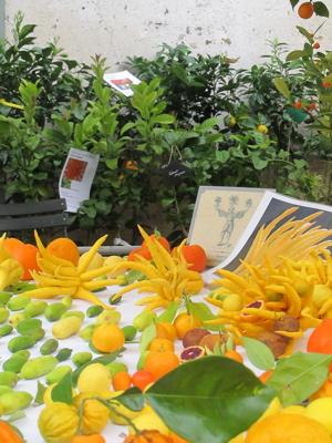 Fête des plantes : quelques envies vertes pour courir à Saint Jean de Beauregard