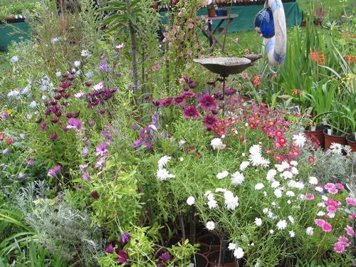 Fête des plantes : quelques envies vertes pour courir à Saint Jean de Beauregard