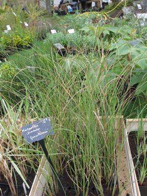 Fête des plantes : quelques envies vertes pour courir à Saint Jean de Beauregard
