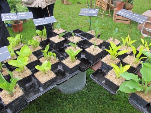 Fête des plantes : quelques envies vertes pour courir à Saint Jean de Beauregard