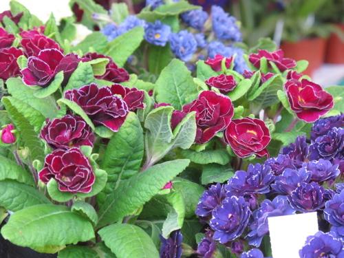 Fête des plantes : quelques envies vertes pour courir à Saint Jean de Beauregard